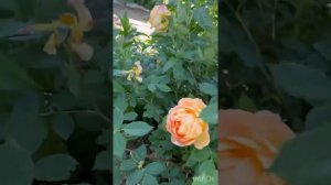 Rose Lady of Shallot/ Роза Леди оф Шалот #roses #roseflower #розы #david Austin #rose garden