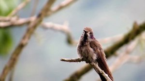 BEST NIGHTINGALE SONG - 3 Hours Nightingale Singing - Birdsong, Birds Chirping