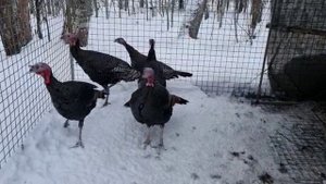 Американские индейки