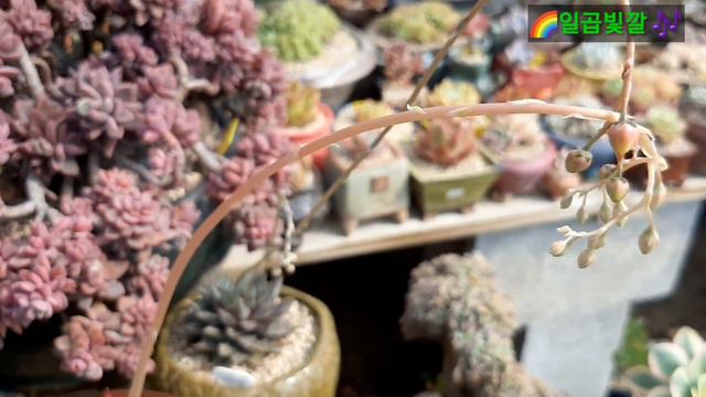 🌈☘💕행복가득한 일곱이네 다육이야기🌴💕 смотреть онлайн