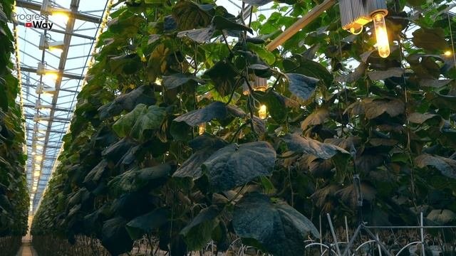 В 10 РАЗ БОЛЬШЕ ОГУРЦОВ С КУСТА! 1 ЛОЖКА ПОД ОГУРЦЫ И ВАС ЗАСЫПЛЕТ УРОЖАЕМ!