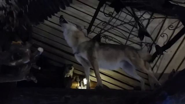Ресторан охотника "Усадьба ВОЛОК"