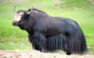 Послушаем мудрые звуки довольного яка