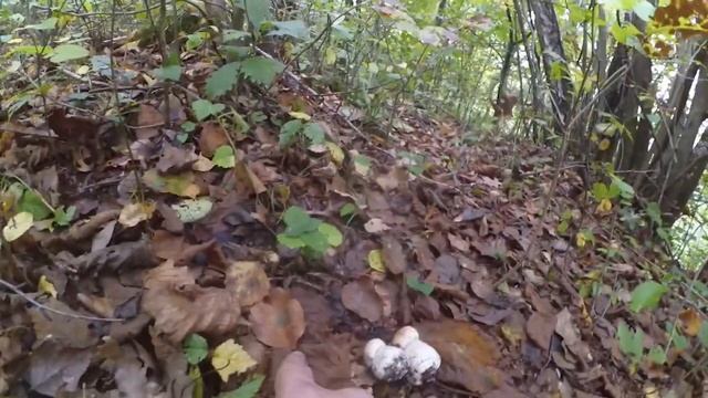Збираємо осінні білі гриби в карпатському лісі (хащах)