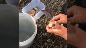 Спизула Сахалинская