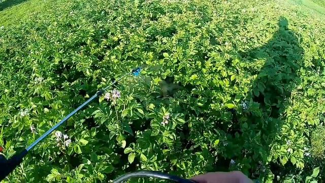 Колорадский жук, борьба с колорадским жуком на картофеле.