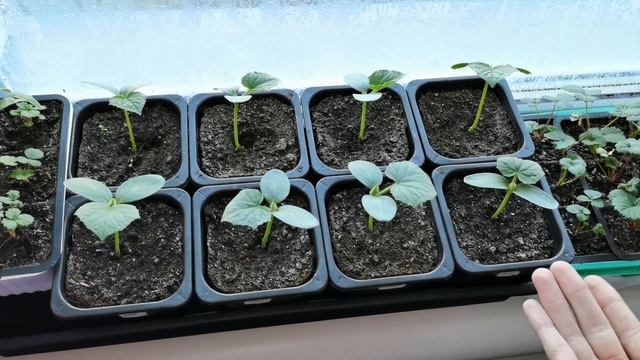 Обзор рассады на 8 апреля 2023 года. Томаты готовы к пересадке, а часть рассады съела мошка. смотреть онлайн