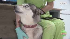 Как завести питомца?