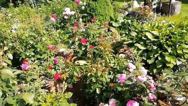 Кто вам больше нравится-петуния или роза? Обзор розария смотреть онлайн