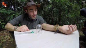 Как жалит муравей пуля  на русском.Brave Wilderness на русском.Опасный вид муравьёв:муравьи-пули