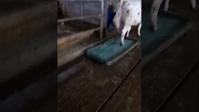 Дезинфекция копыт у коров раствором медного купороса смотреть онлайн