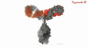 СТРОЕНИЕ И ФУНКЦИИ БЕЛКОВ. ОБЩАЯ БИОХИМИЯ. ЛЕКЦИЯ 1.