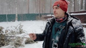 Снос, валка и обрезка деревьев путем промышленного альпинизма