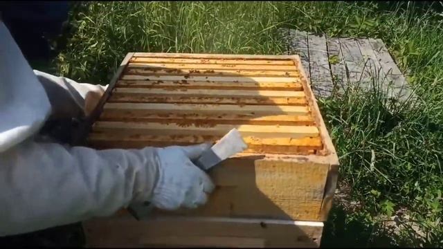 Как нам удалось избежать роения пчел и что из этого вышло. смотреть онлайн