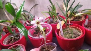 Цветущие мини дендробиумы.