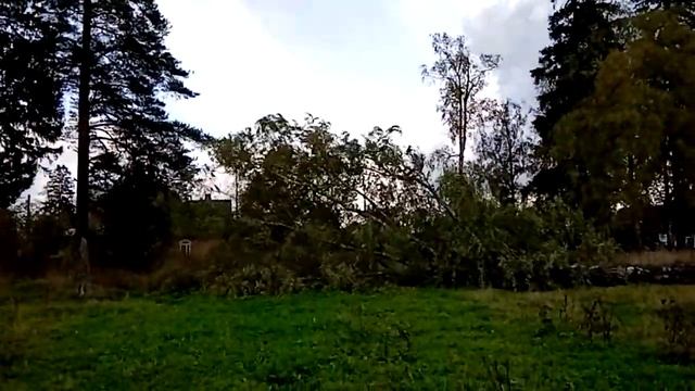 Огромная берёза смотреть онлайн