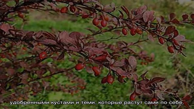Посадка и уход за барбарисом краснолистным на садовом участке смотреть онлайн