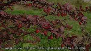 Посадка и уход за барбарисом краснолистным на садовом участке