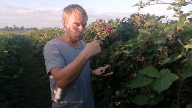Ежевика Лох-Тей  - обрезка и нормировка