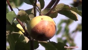 К чему снится ЯБЛОКО | СОННИК
