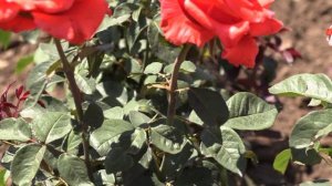 роза валентино ч/г, сорта из каталога весна 2021, питомник роз полины козловой rozarium.biz