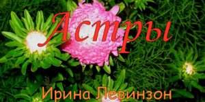 Астры_Левинзон