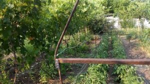 Зачем удалять соцветия у чеснока и картошки...