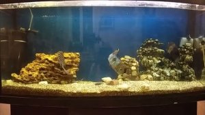 Кормление Акары,Северума,Астронотуса крупным мотылем.
