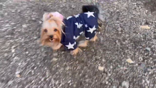 Мини девочка йорк смотреть онлайн