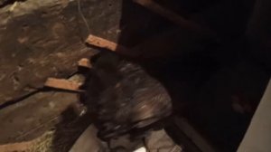 Как мы сделали курицу-наседку мамой за пять дней. Экспресс метод