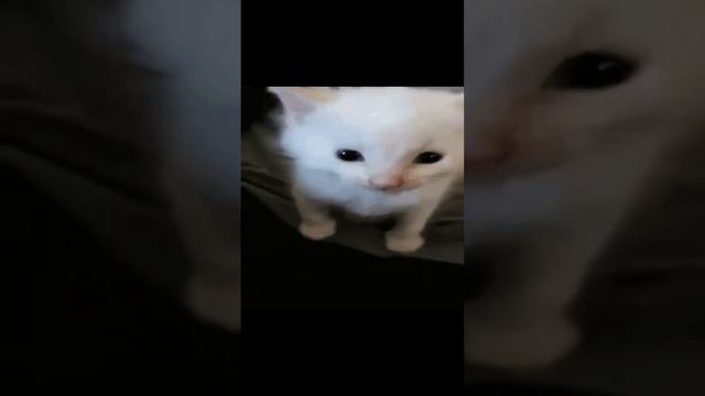 cat gifs but I added sound effects