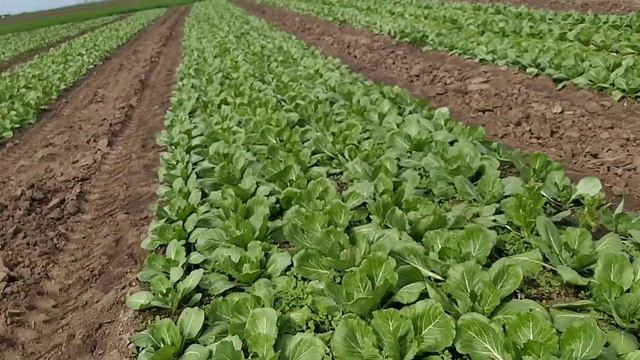 Тріпс на капусті!!! смотреть онлайн