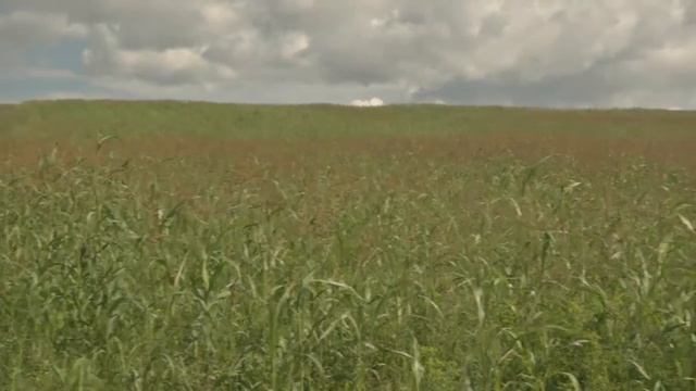Сельское хозяйство (видео на русском языке).mp4
