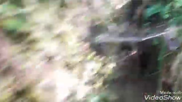 Хозяин леса часть 2. Master of the forest part 2. смотреть онлайн