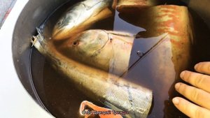 Принципы копчения КРАСНОЙ РЫБЫ основы засолки и МАРИНАД ДЛЯ КЕТЫ и чем отличается от горбуши форели