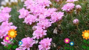 Армерия можжевелолистная. Краткий обзор, описание характеристик armeria juniperifolia