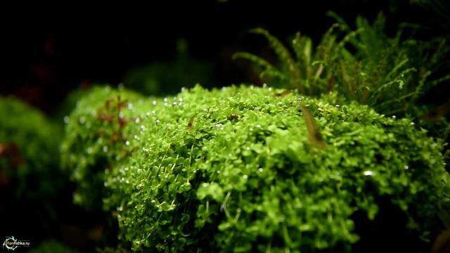 Калий в аквариуме: радикулит и педикулез растений смотреть онлайн