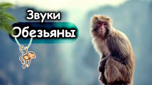 Звуки Обезьян | Звуки животных