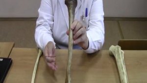 Кости голени