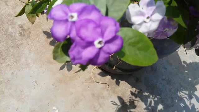 বিচিত্রা ফুল। смотреть онлайн