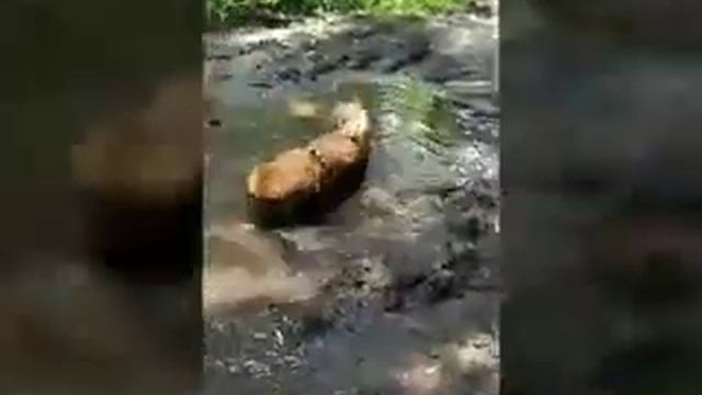 Самарский лес,Днепропетровская обл.28 июля 2019г. смотреть онлайн