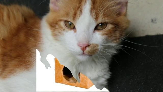 производство домиков для кошек в спб смотреть онлайн