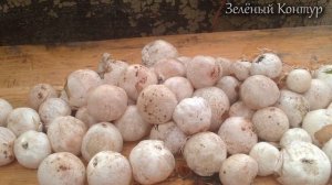 ЛЕЧЕНИЕ Р.А.К.А ГРИБОМ ВЕСЁЛКА