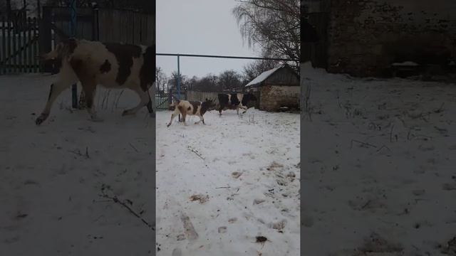 Яше делаю укол витамин.Животные гуляют на улице. смотреть онлайн