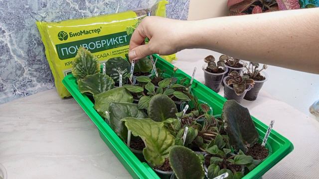 Часть 2. Результат спустя неделю🌺 тестирую почвобрикет Крепкая рассада (Биомастер) 🌺🌱