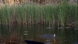 РЫБАЛКА НА ПОПЛАВОК С ЛОДКИ В КАМЫШАХ. ЛИНЬ, КАРАСЬ и не только. БЕЛАРУСЬ 2021.