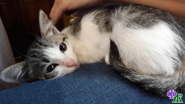 «Малышка, не умирай!» Котёнок лежал под капельницей, его душа еле держалась в крохотном худом тельц смотреть онлайн