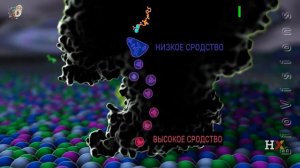 Дыхательная цепь переноса электронов