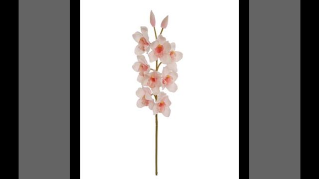 Cymbidium Orchid Stem смотреть онлайн