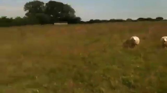 Beltex ewes смотреть онлайн